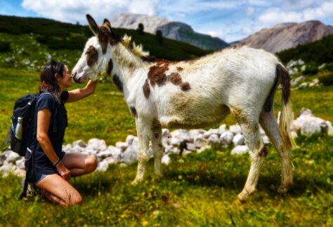 Die Sprache der Tiere : Telepathische Kommunikation im Eselpark Viermond Coaching