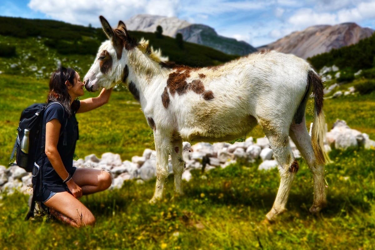 Die Sprache der Tiere : Telepathische Kommunikation im Eselpark Viermond Coaching